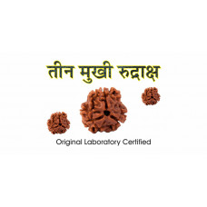 3 Mukhi Rudraksh (3.0)